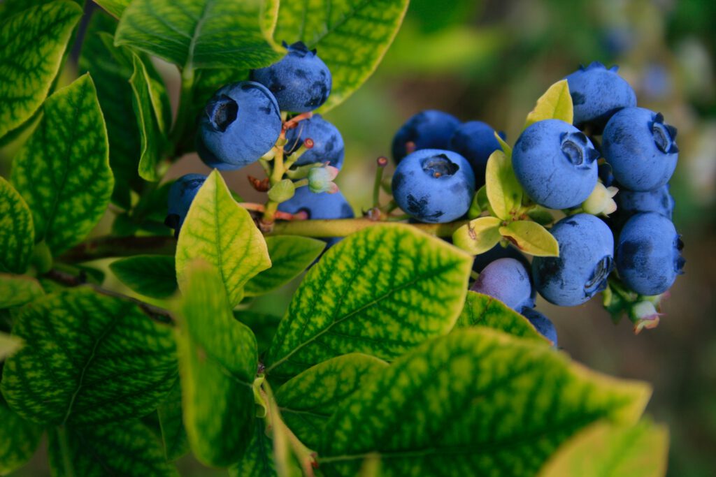 Blaubeeren selbst pflücken in Stade